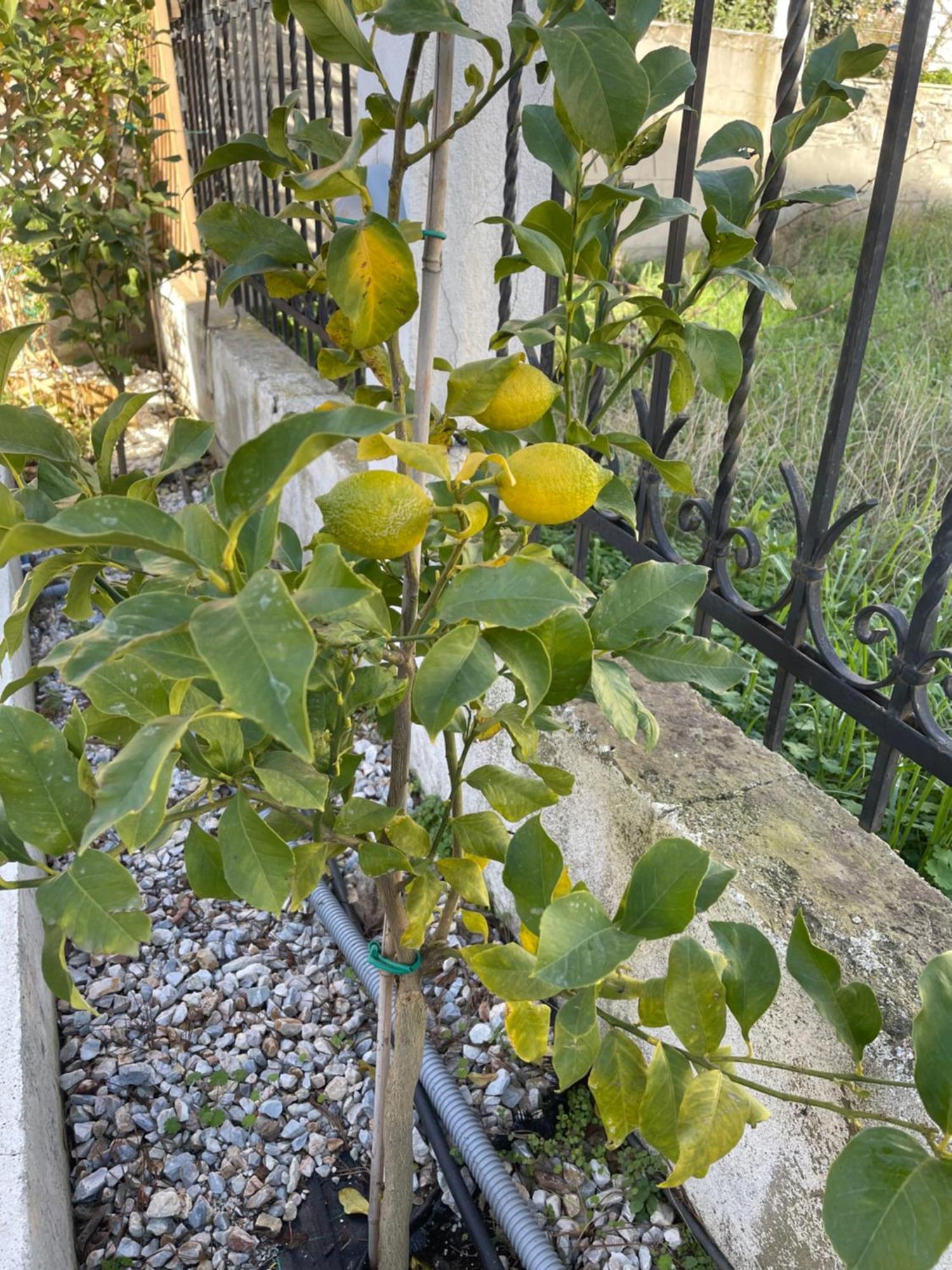 Nikiti Palataki Villa Bagian luar foto